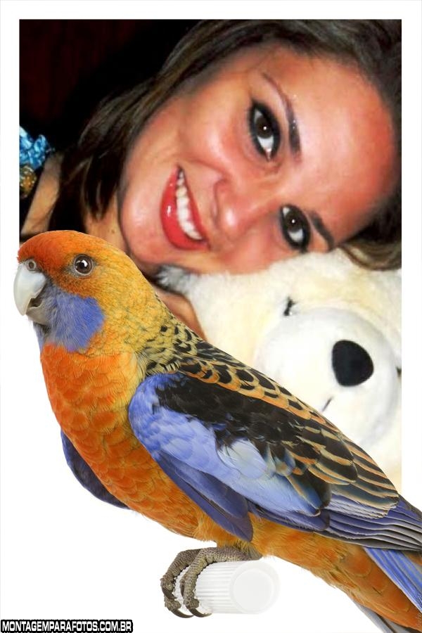 Papagaio Laranja com Azul