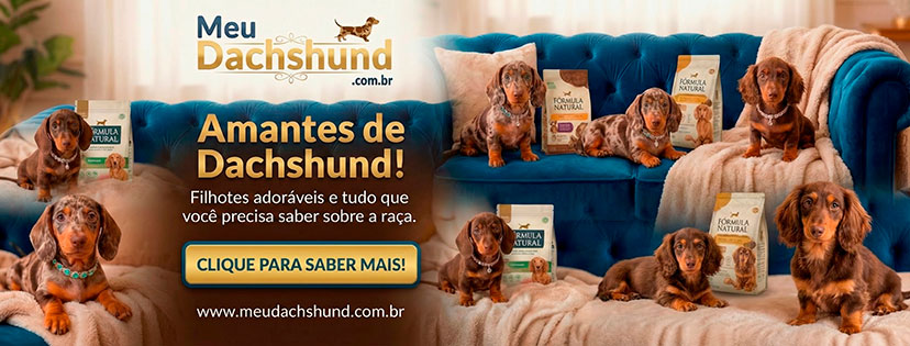 Dachshund Filhote